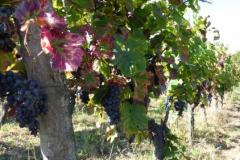 6aavrix4a4irm2340vcq